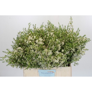 Chamelaucium Ofir