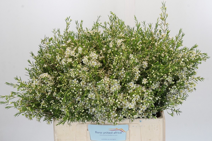 <h4>Chamelaucium Ofir</h4>