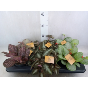 Episcia   ...