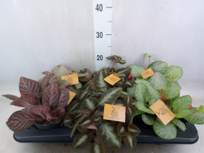 <h4>Episcia   ...</h4>
