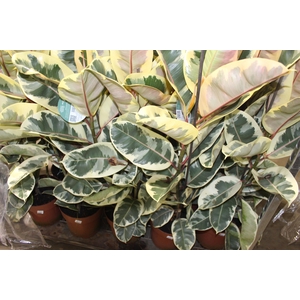 FICUS ELASTICA TINEKE P23 MIN 3 HT