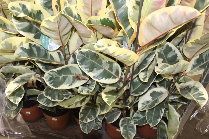 <h4>FICUS ELASTICA TINEKE P23 MIN 3 HT</h4>