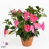 .Mandevilla rio pink