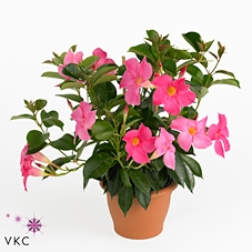 .Mandevilla rio pink