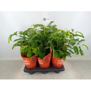Tamarindus indica