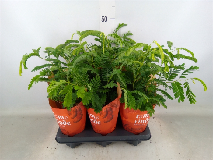 <h4>Tamarindus indica</h4>