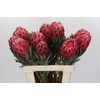 Protea Venus