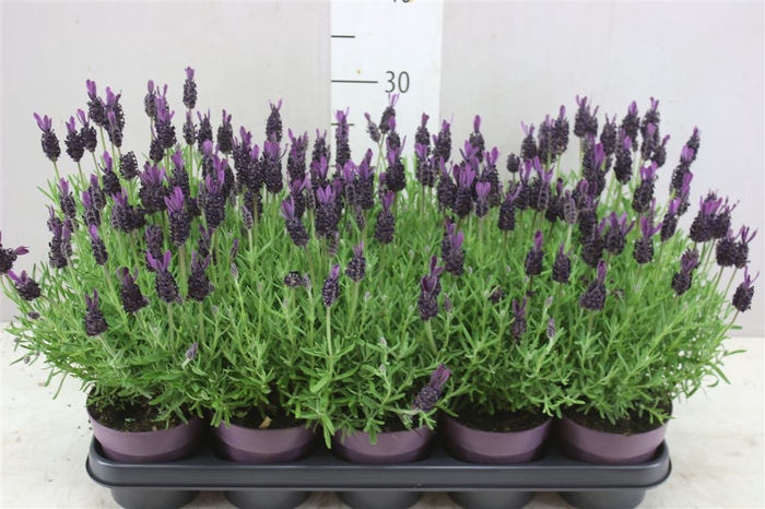 <h4>Lavandula Stoechas Anouk</h4>