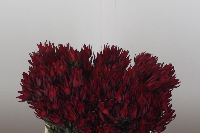 <h4>LEUCAD SAL BLUSH</h4>