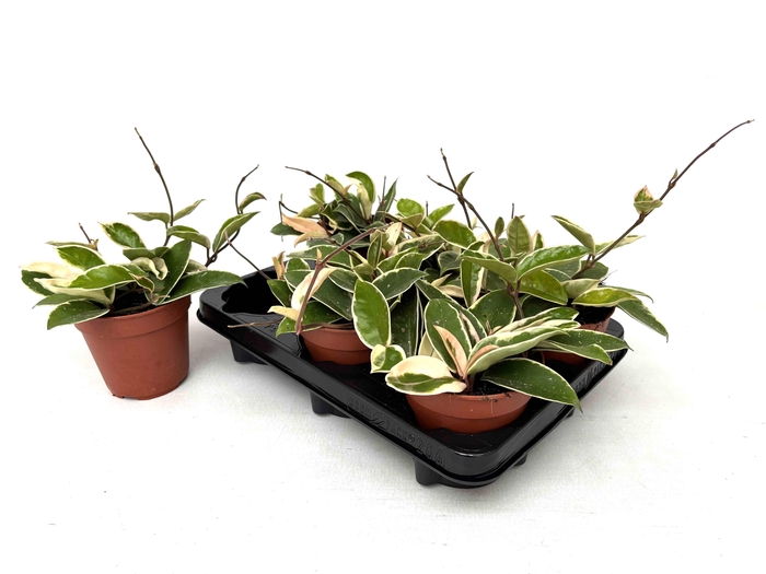 <h4>HOYA C KRIMSON QUEEN</h4>