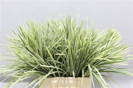 T Grass Variegata
