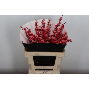 Ilex Wx Smowy Red Xl