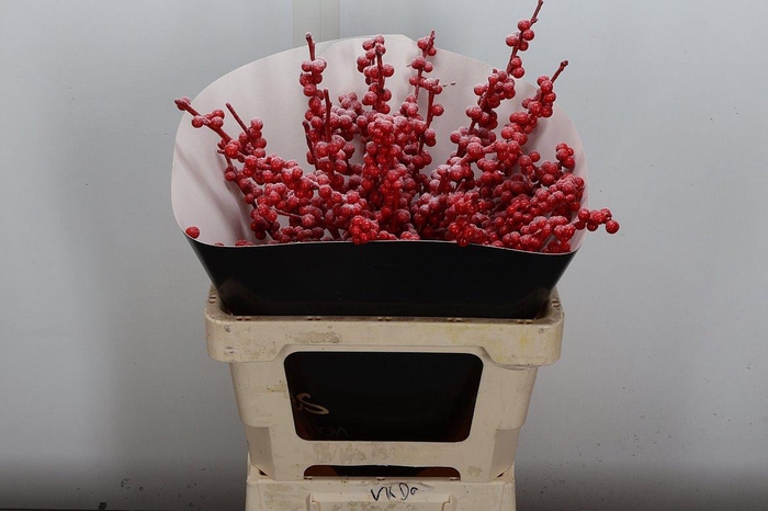 <h4>Ilex Wx Smowy Red Xl</h4>