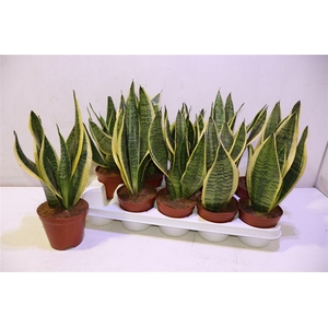 arr8 Sansev Futura Superb