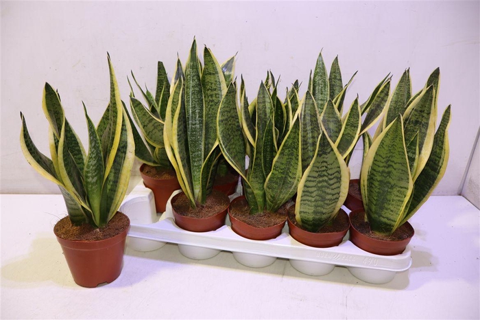 <h4>arr8 Sansev Futura Superb</h4>