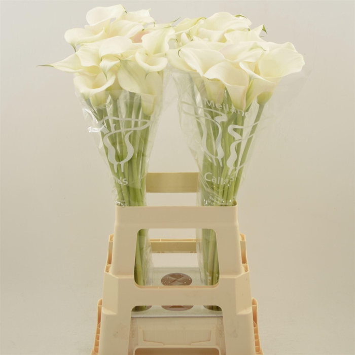 <h4>Calla Ventura</h4>