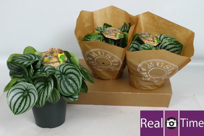 <h4>PEP ARGYREIA</h4>