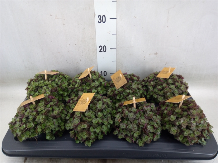 <h4>Callisia repens 'Turtle'</h4>