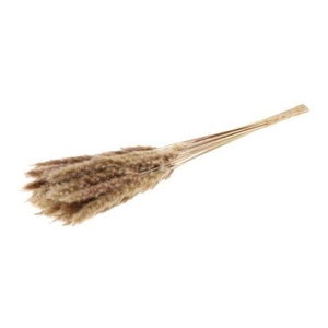 Dried Fluffy Pampas Naturel Bunch