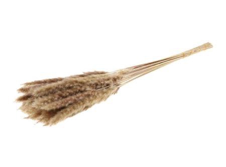 <h4>Dried Fluffy Pampas Naturel Bunch</h4>