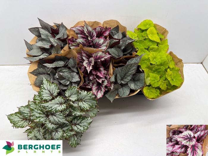 <h4>BEG BEL GEM</h4>