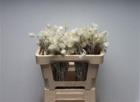 <h4>Kaaps Everlasting</h4>