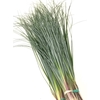 BEARGRASS