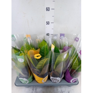 Codiaeum var. GR 'Petra'