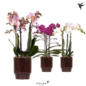 Kolibri Orchids Phalaenopsis mix 3 spike in Classy pot brown