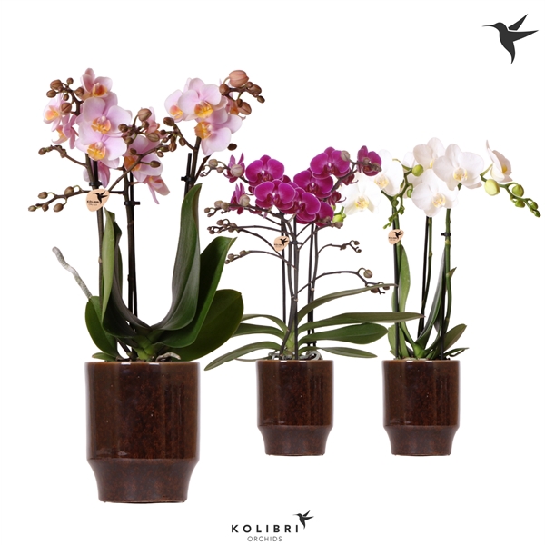 <h4>Kolibri Orchids Phalaenopsis mix 3 spike in Classy pot brown</h4>