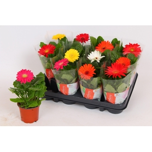 Gerbera Colourgame basic line (18-20cm)