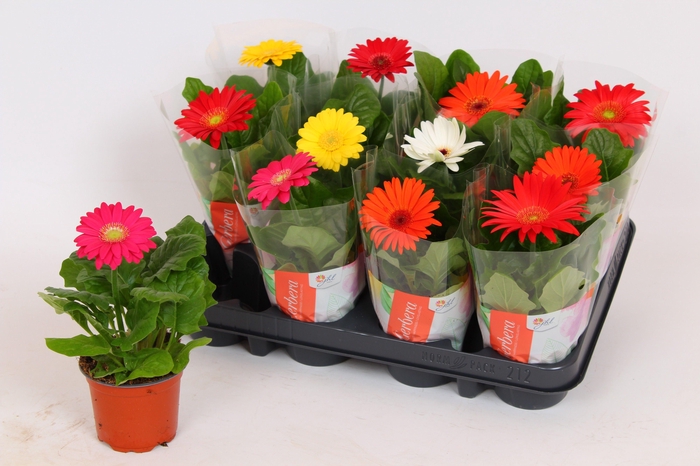 <h4>Gerbera Colourgame basic line (18-20cm)</h4>