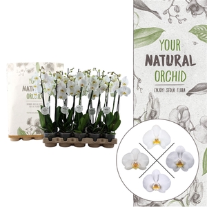 Your Natural Orchid | Eco White 60cm | Phalaenopsis 2 spike