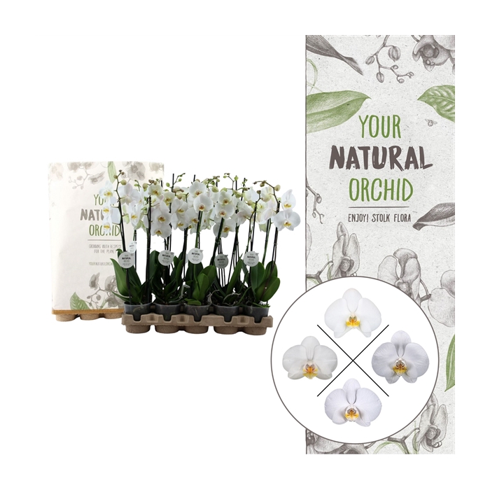 <h4>Your Natural Orchid | Eco White 60cm | Phalaenopsis 2 spike</h4>