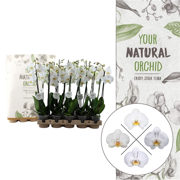 <h4>Your Natural Orchid | Eco White 60cm | Phalaenopsis 2 spike</h4>