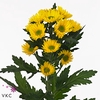 Chrys sp korona