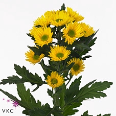 Chrys sp korona