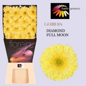 Gerbera Full Moon Diamond