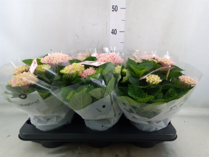 <h4>Hydrangea mac. 'Magical Revolution'</h4>