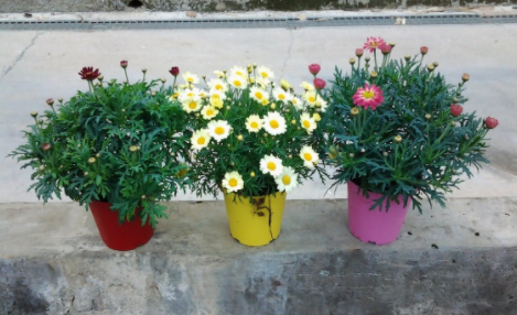 Anthemis punctata subsp. cupaniana