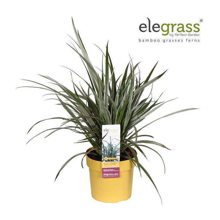 <h4>Astelia x nervosa 'Silver Shadow' P19</h4>