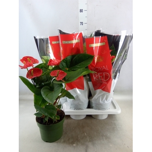 Anthurium andr. 'Madural'