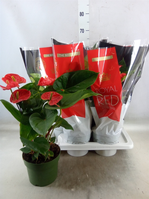 <h4>Anthurium andr. 'Madural'</h4>
