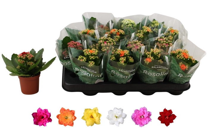 <h4>KAL GE RO GEM 6 KL</h4>