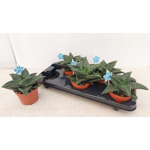 GASTERALO TIKI ZILLA