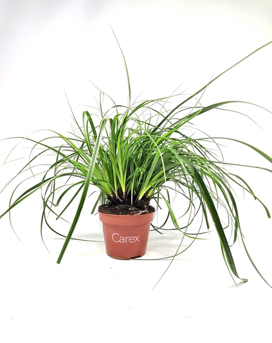 <h4>CARE EVCOL EVERLIME</h4>