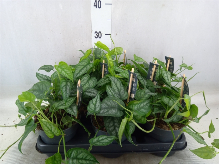 <h4>Monstera siltepecana</h4>