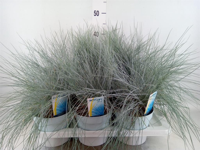 <h4>Festuca glauca 'Intens Blue'</h4>