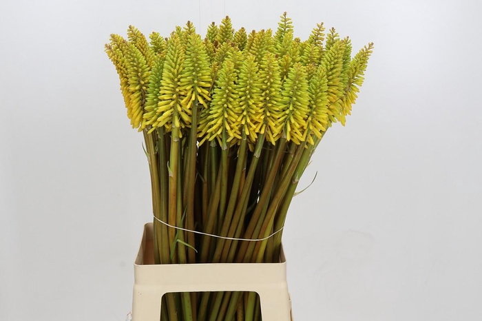 Kniphofia Eycone Yellow