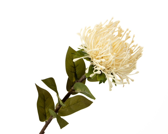 Leucospermum Nutan Cream